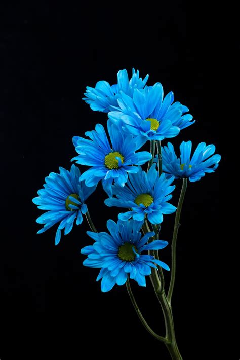 Blue Daisy Wallpapers - Wallpaper Cave