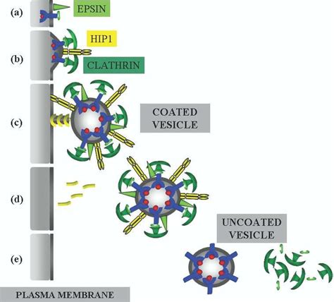 Clathrin mediated endocytosis. (a) Curvature of a portion of the plasma... | Download Scientific ...