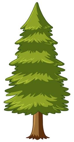 Pine tree on white background 559258 Vector Art at Vecteezy