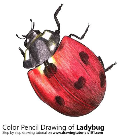 Ladybug Colored Pencils - Drawing Ladybug with Color Pencils ...