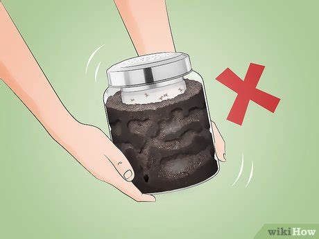 How to Build an Ant Farm: Easy DIY Guide