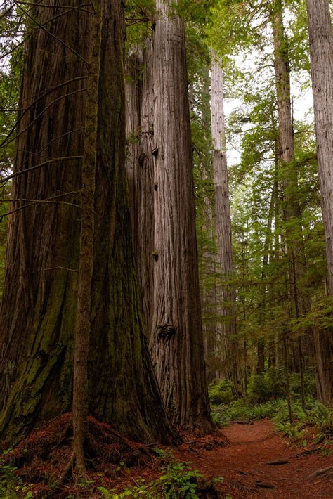 Jedediah Smith Redwoods State Park – miladidit