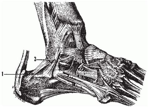 Syndesmology | Musculoskeletal Key