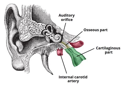 The Eustachian (Auditory) Tube - Osseous - Cartilaginous -TeachMeAnatomy