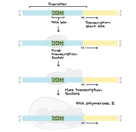 Transcription Initiation Diagram