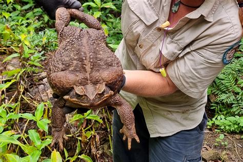 Is ‘Toadzilla’ a sign of enormous cane toads to come? - Australian Geographic