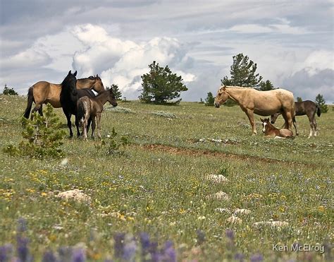 "Wild Horse Herd" by Ken McElroy | Redbubble