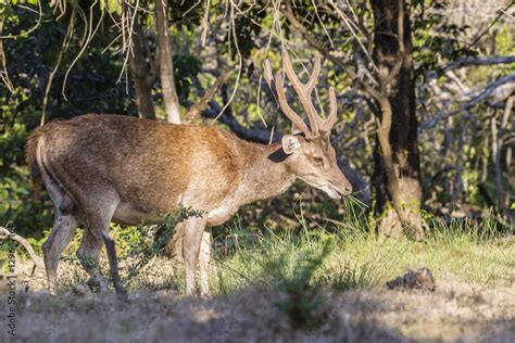 Adult buck Timor rusa deer (Cervus timorensis) in velvet on Rinca ...