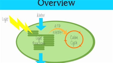 The Light Independent Reaction of Photosynthesis - YouTube