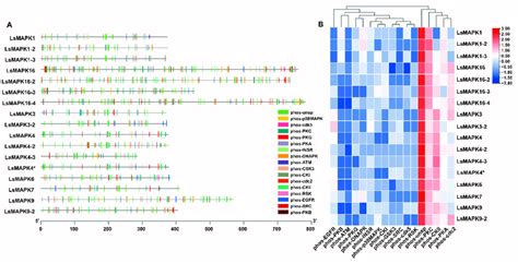 Prediction of phosphorylation sites of LsMAPKs. (A) Distribution of... | Download Scientific Diagram