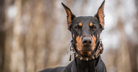 Doberman Protection Dogs | Doberman Family Protection Dogs | Prestige K9