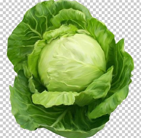 Cabbage Vegetable PNG, Clipart, Cabbage, Cabbage Cartoon, Cabbage Leaves, Cartoon Cabbage ...