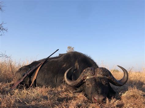 Cape Buffalo Hunting In South Africa | Big Game Hunting Adventures