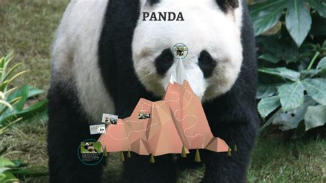 Panda Evolution by jalonte phillips