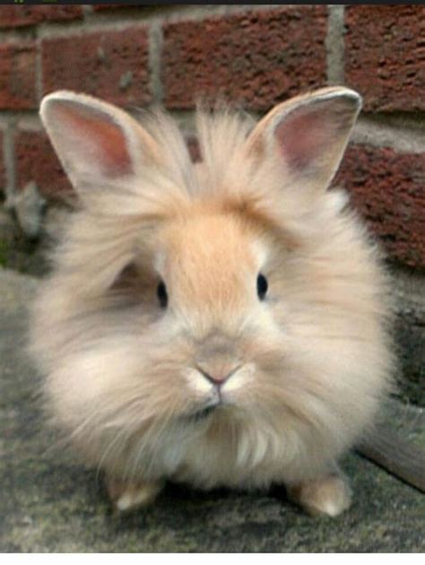 Fluffy bunny #cute #animals #rabbit | Elle Pets | Pinterest