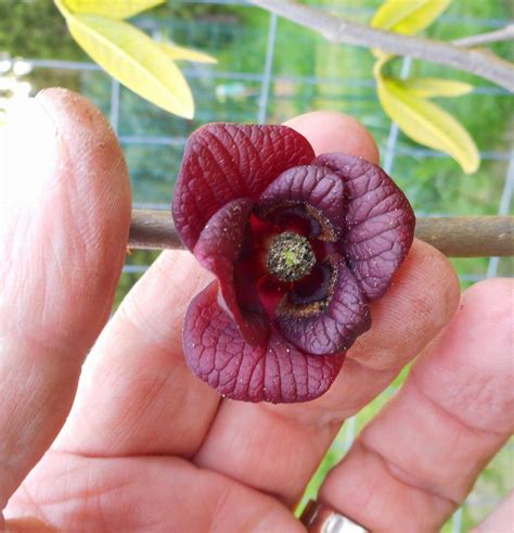 Growing Greener in the Pacific Northwest: Pollinating Pawpaw flowers. 5.4.15