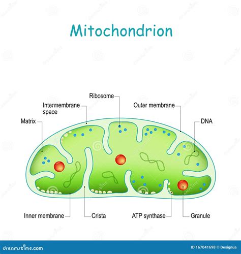 Mitochondrion Cross Section Royalty-Free Stock Photography | CartoonDealer.com #20241701