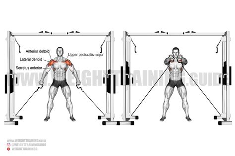 Double cable front raise exercise guide and video | Weight Training Guide