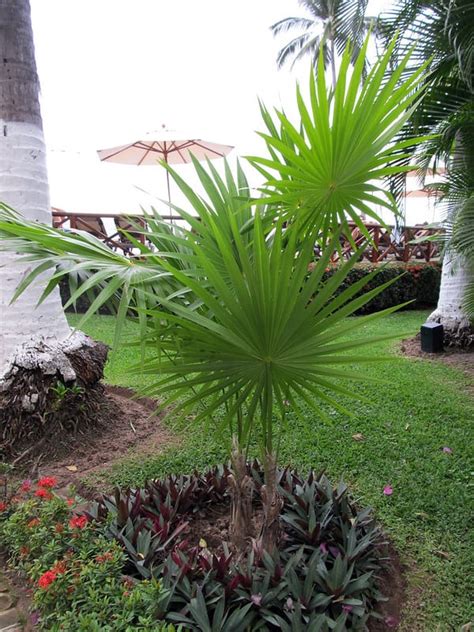 5 Cold Hardy Palms For Zone 7 In 2024 - A Nest With A Yard