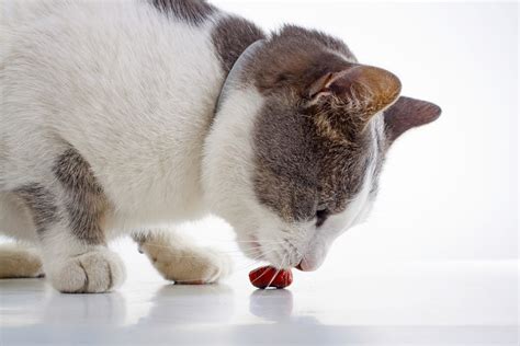 5 Best Calming Treats for Cats on a Budget - Top Cat Breeds