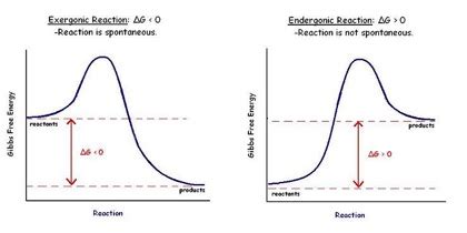 Endergonic Reaction Photosynthesis