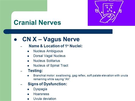 Image result for uvula deviation cranial nerve | Vagus nerve, Cranial nerves, Soft palate