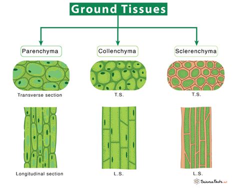 Ground Tissue– Definition, Types, and Function