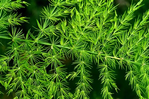 Asparagus Fern Care » Keeping it Healthy and Happy