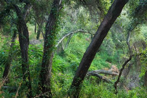 Oak Tree Forest Photo | Richard Wong Photography