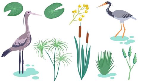 Marsh Wetland Vectors 175090 Vector Art at Vecteezy