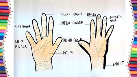 HOW TO DRAW PARTS OF HAND FOR KIDS.HOW TO DRAW PARTS OF BODY - YouTube