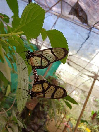 Nathaly Butterfly Garden (Mindo) - 2019 All You Need to Know Before You ...