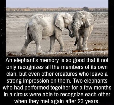 An elephant‘s memory IS so good that It not only recognizes all the members of its own clan, but ...