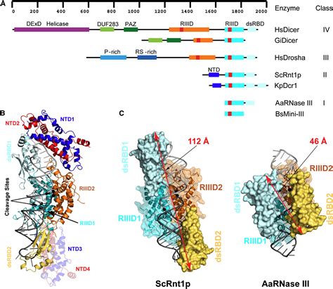 Structure of a Eukaryotic RNase III Postcleavage Complex Reveals a Double-Ruler Mechanism for ...