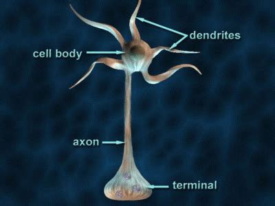 Axons - Physiopedia