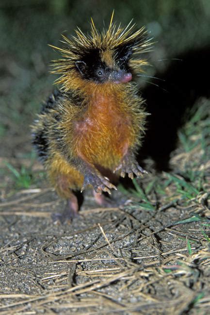 The Spiky Streaked Tenrec | Featured Creature