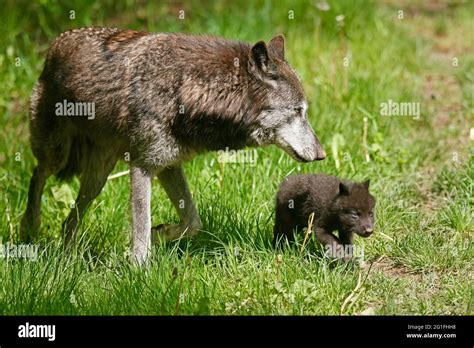 Timberwolf, American wolf (Canis lupus occidentalis), captive, pups with adult at den, Germany ...