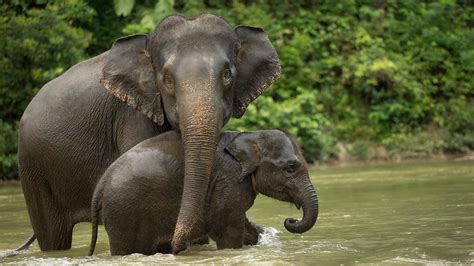 Sumatran Elephant - Sumatra Tour and Travel