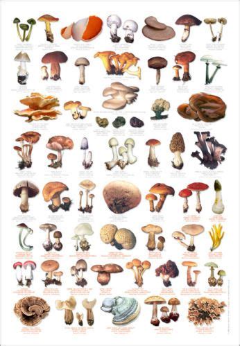 Fungi Toadstools Identification Chart Wildlife Poster | Mushroom poster, Stuffed mushrooms ...