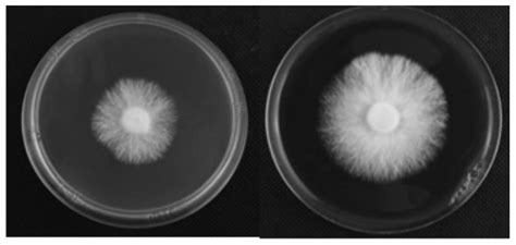 Shiitake mushroom monokaryon culture medium as well as preparation method and application ...