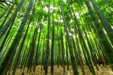 Bamboo Tree Forest on a Sunny Day · Free Stock Photo