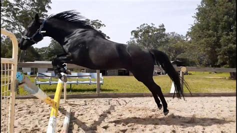 How to teach a horse to jump - Black Beauty first time ever free jumping with no rider - YouTube