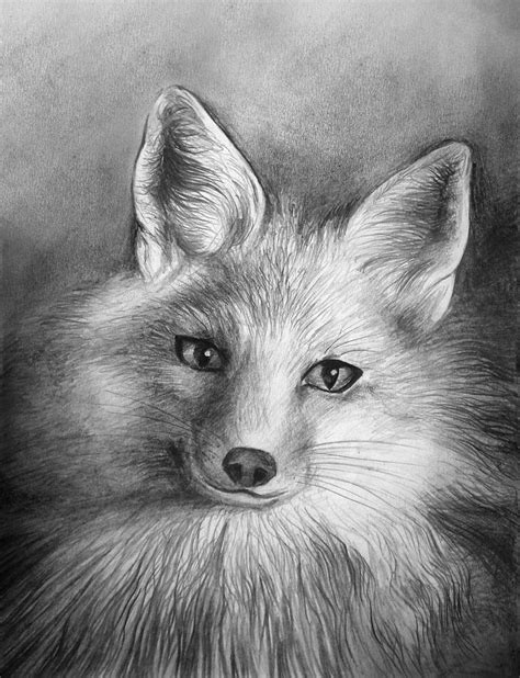 Fox. Pencil drawing Drawing by Sofia Goldberg - Fine Art America