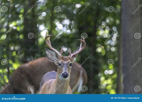 The White Tailed Deer Shedding Velvet. Stock Photo - Image of mammal ...