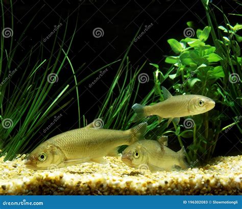 Common Dace, Leuciscus Leuciscus Stock Image - Image of cyprinidae, fish: 196302083