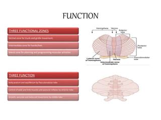 Cerebellum | PPT