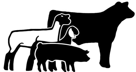 Animl clipart livestock show #7 | Showing livestock, Livestock judging ...