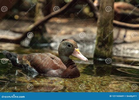 Fulvous Whistling Duck Dendrocygna Bicolor Stock Image - Image of ...