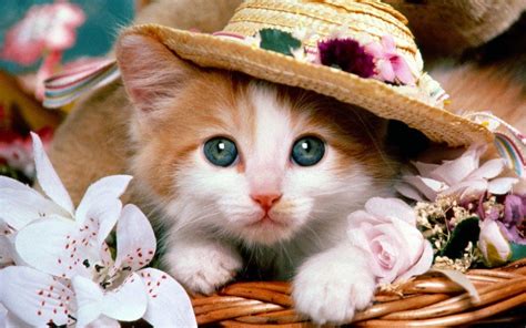 Hình nền thú cưng cho điện thoại cực yêu | Cute cat wallpaper, Funny ...