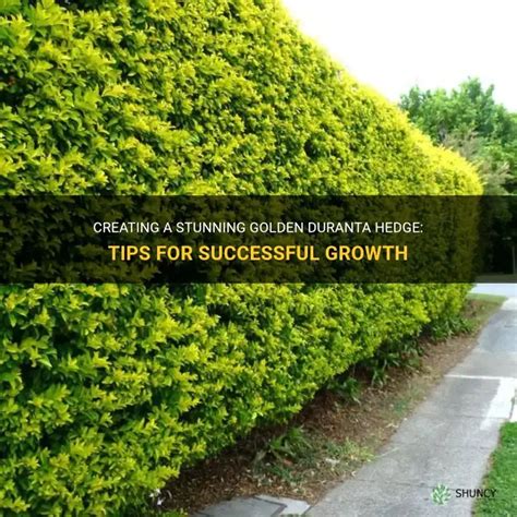 Creating A Stunning Golden Duranta Hedge: Tips For Successful Growth | ShunCy